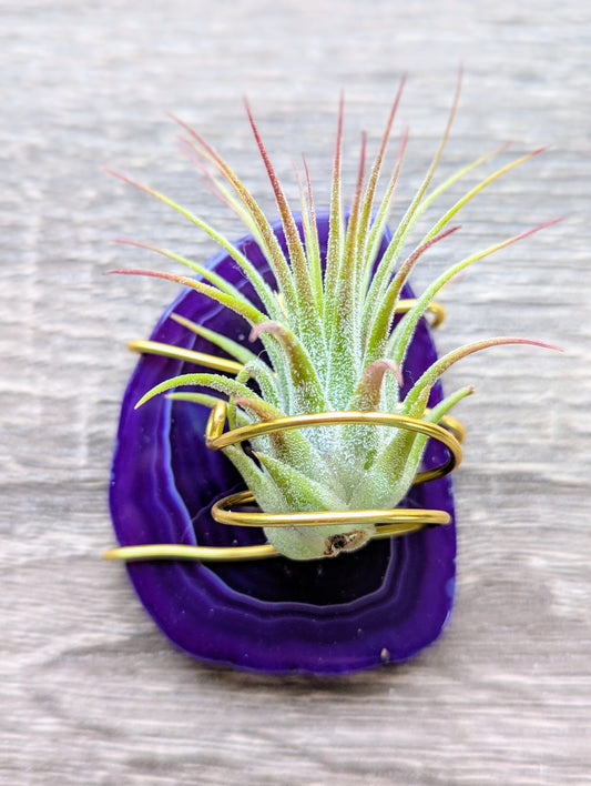 Agate Magnet with Tillandsia Air Plant