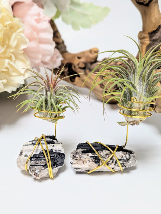 Black Tourmaline on Matrix with Tillandsia Air Plant