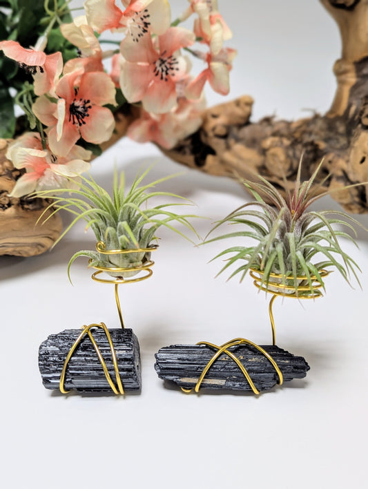 Black Tourmaline with Tillandsia Air Plant
