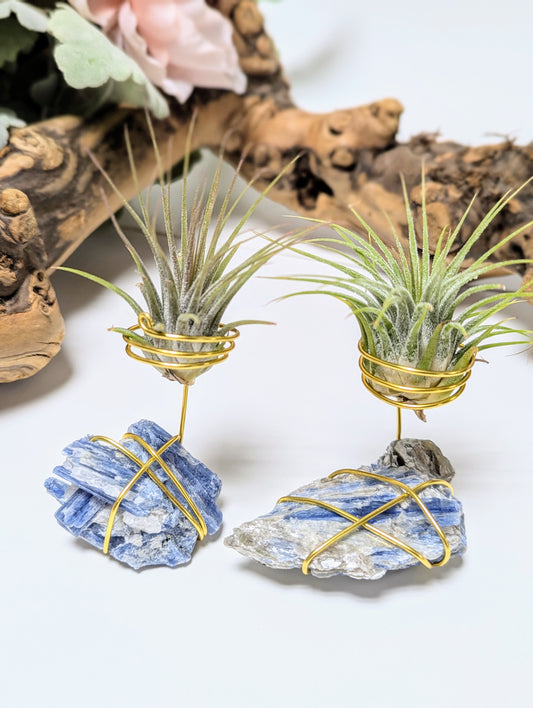 Blue Kyanite with Tillandsia Air Plant