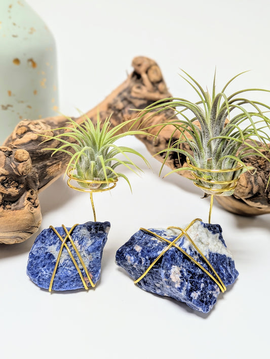 Blue Sodalite with Tillandsia Air Plant
