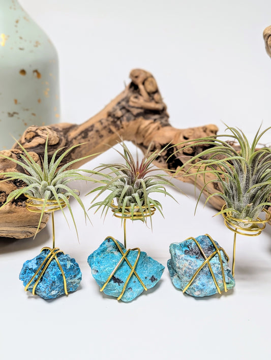 Chrysocolla with Tillandsia Air Plant