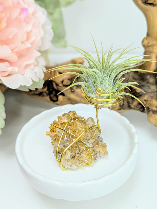 Citrine Cluster with Tillandsia Air Plant