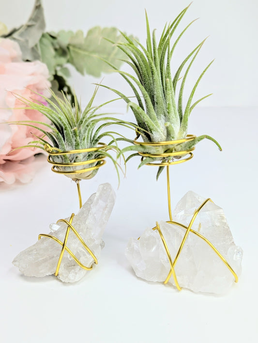 Clear Quartz Cluster with Tillandsia Air Plant