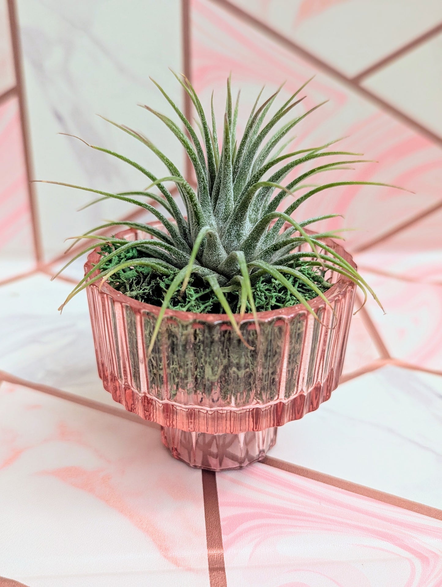 Pink Pot with Tillandsia Air Plant