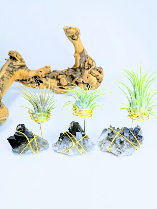 Smoky Quartz with Tillandsia Air Plant