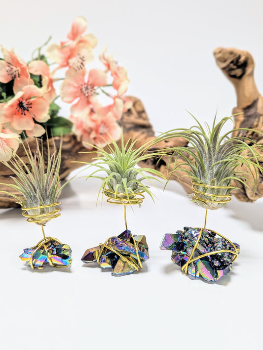 Titanium Quartz with Tillandsia Air Plant