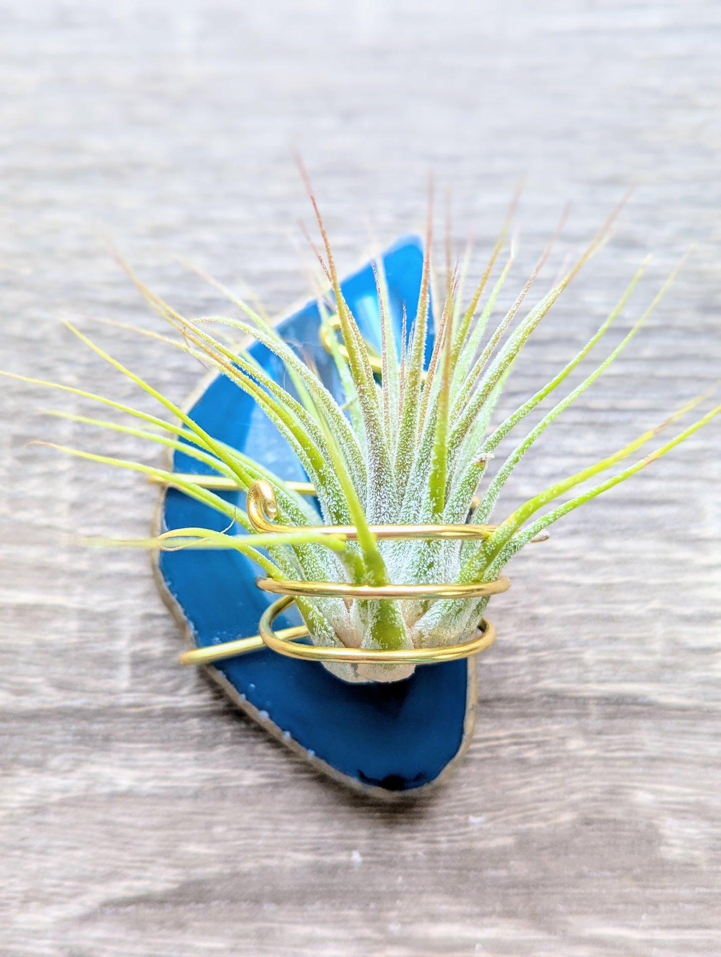 Agate Magnet with Tillandsia Air Plant