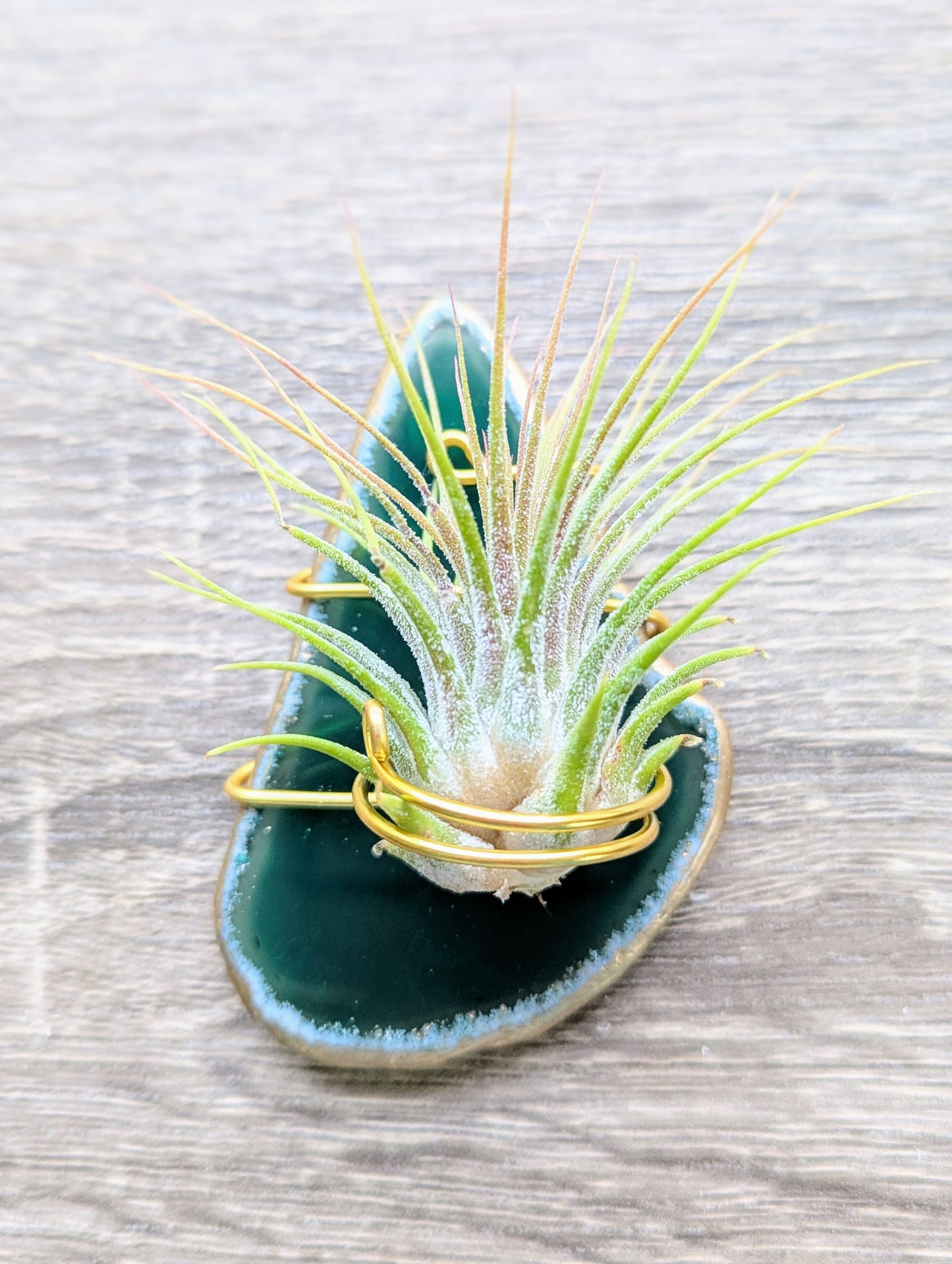 Agate Magnet with Tillandsia Air Plant