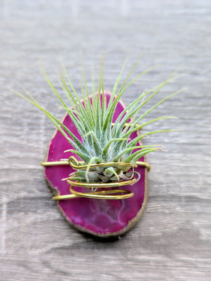 Agate Magnet with Tillandsia Air Plant