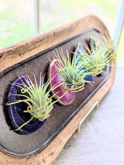 Agate Magnet with Tillandsia Air Plant