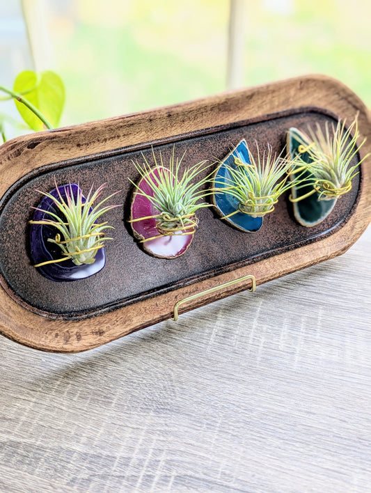 Agate Magnet with Tillandsia Air Plant