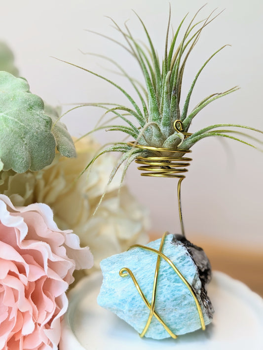 Amazonite with Tillandsia Air Plant