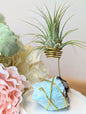 Amazonite with Tillandsia Air Plant