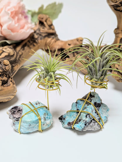 Amazonite with Tillandsia Air Plant