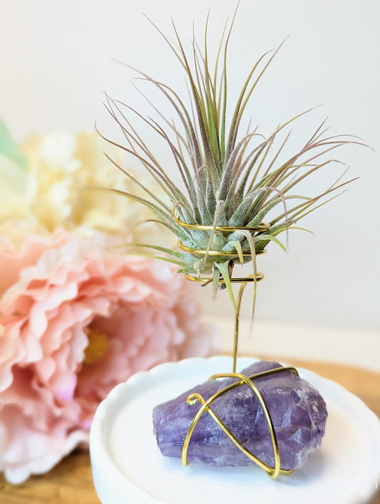 Amethyst Chunk with Tillandsia Air Plant