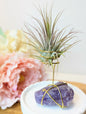 Amethyst Chunk with Tillandsia Air Plant