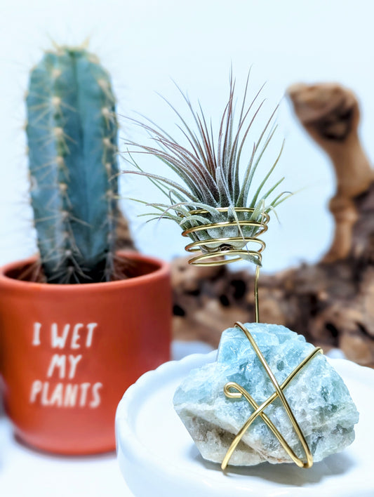 Aquamarine with Tillandsia Air Plant