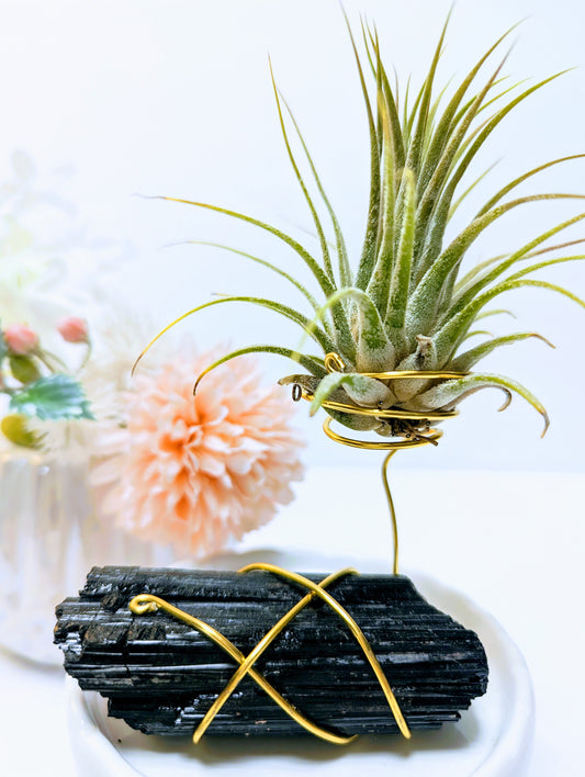Black Tourmaline with Tillandsia Air Plant