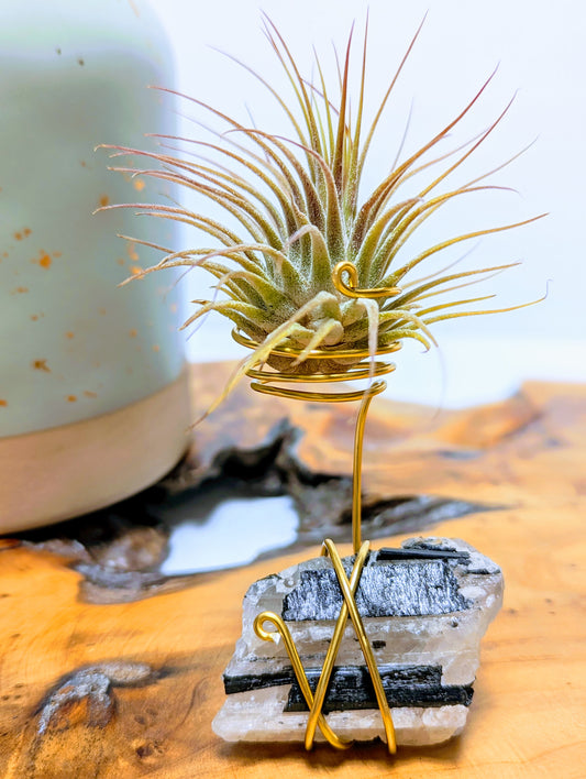 Black Tourmaline on Matrix with Tillandsia Air Plant