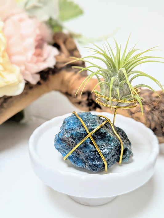 Blue Apatite with Tillandsia Air Plant