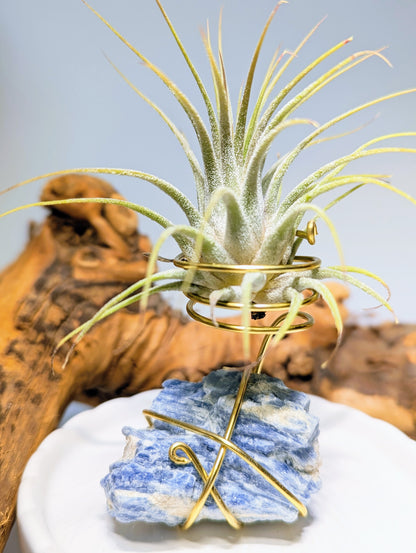 Blue Kyanite with Tillandsia Air Plant