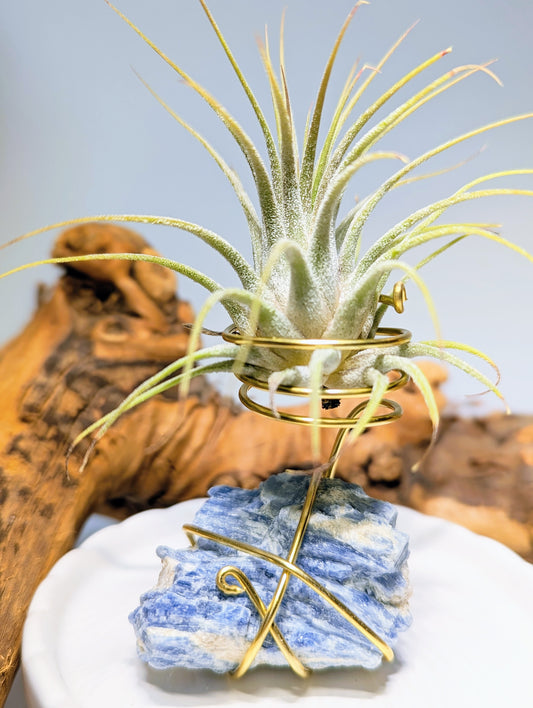 Blue Kyanite with Tillandsia Air Plant