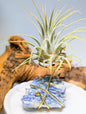 Blue Kyanite with Tillandsia Air Plant