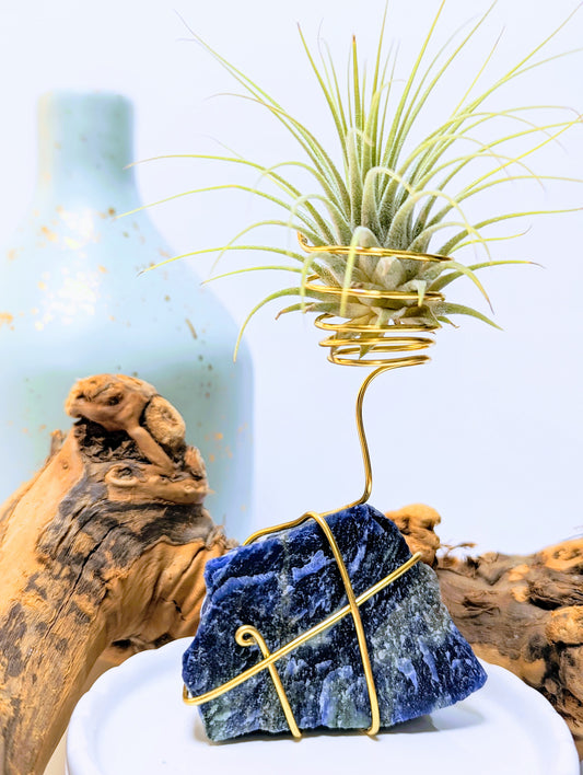 Blue Sodalite with Tillandsia Air Plant