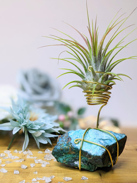 Chrysocolla with Tillandsia Air Plant