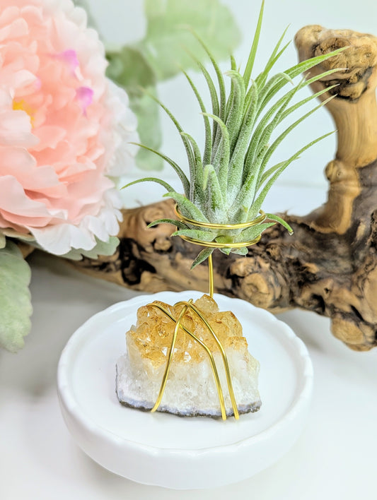 Citrine Cluster with Tillandsia Air Plant