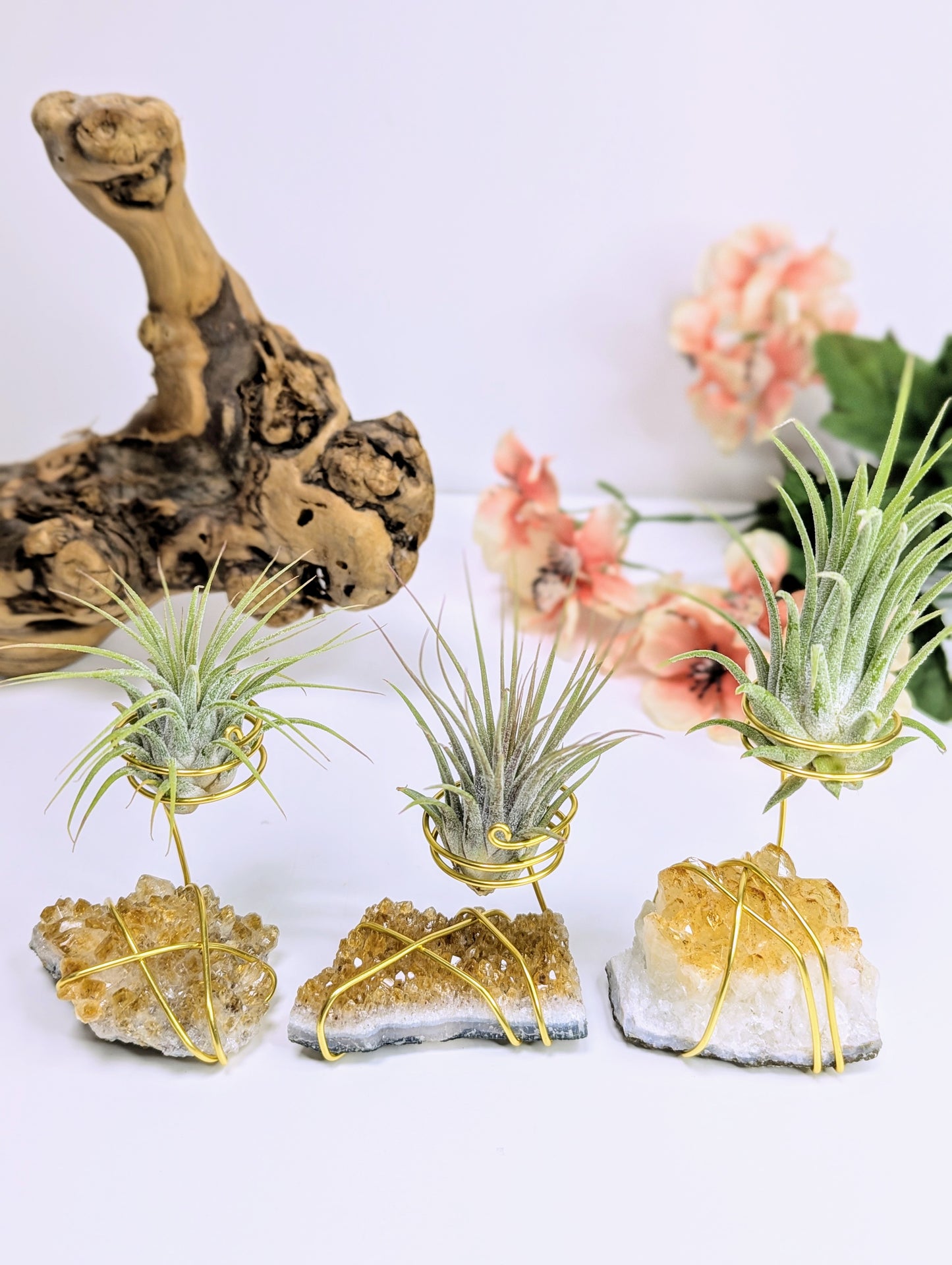 Citrine Cluster with Tillandsia Air Plant
