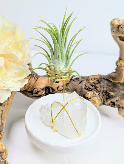 Clear Quartz Cluster with Tillandsia Air Plant