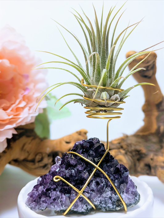 amethyst crystal air plant Amethyst Cluster with Tillandsia Air Plant – Zoia's Creations