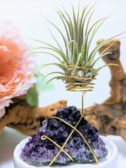 Amethyst Cluster with Tillandsia Air Plant