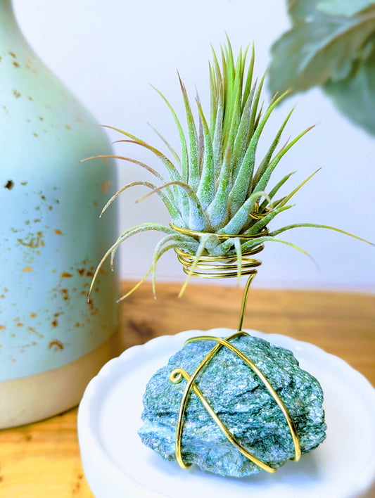 Fuchsite with Tillandsia Air Plant