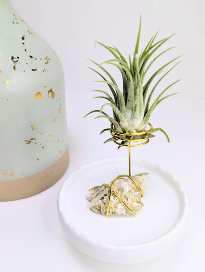 Golden Mica with Tillandsia Air Plant