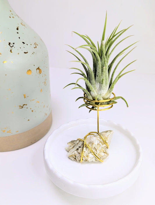 Golden Mica with Tillandsia Air Plant
