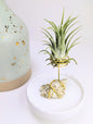 Golden Mica with Tillandsia Air Plant