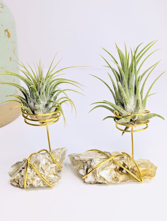 Golden Mica with Tillandsia Air Plant