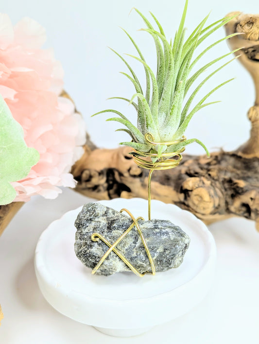 Labradorite with Tillandsia Air Plant