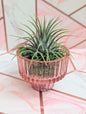 Pink Pot with Tillandsia Air Plant