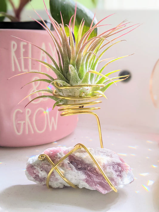 Pink Tourmaline on Matrix with Tillandsia Air Plant