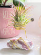 Pink Tourmaline on Matrix with Tillandsia Air Plant