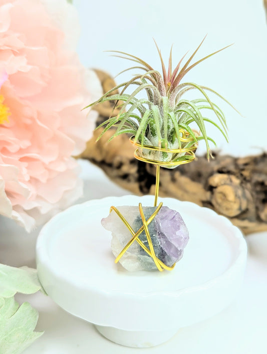 Rainbow Fluorite with Tillandsia Air Plant