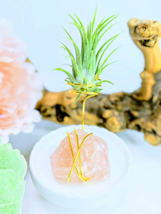 Rose Quartz with Tillandsia Air Plant