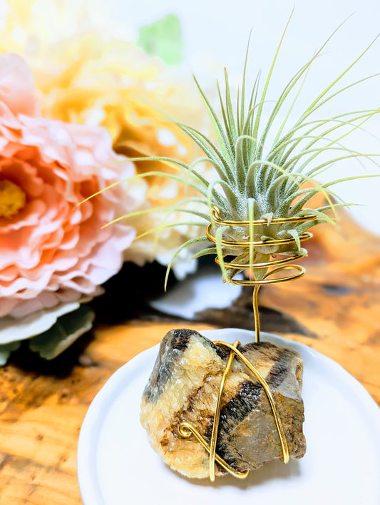 Septarian with Tillandsia Air Plant