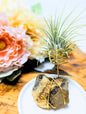 Septarian with Tillandsia Air Plant