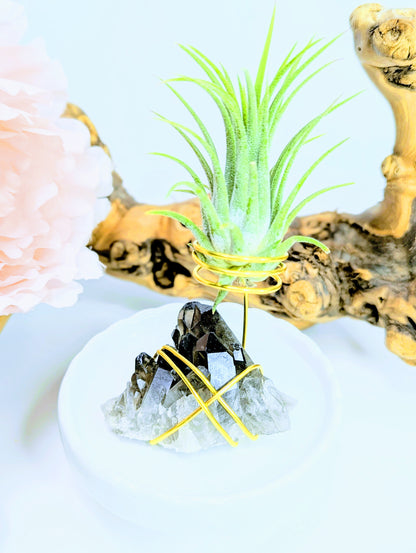 Smoky Quartz with Tillandsia Air Plant