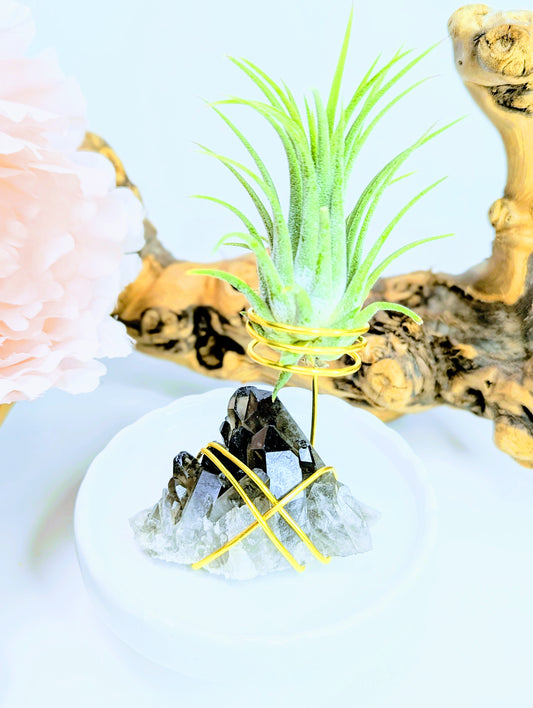 Smoky Quartz with Tillandsia Air Plant